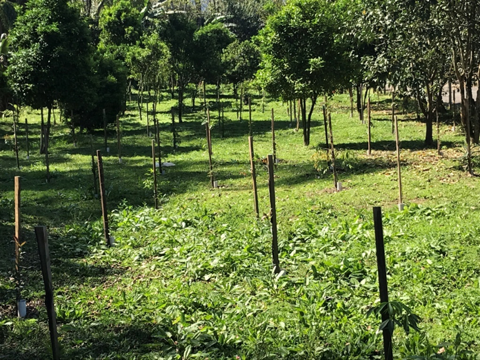 Projeto Carbono Compensado já plantou cerca de 7.400 árvores